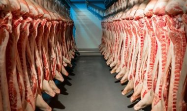 ЗГ-ААС ЭКСПОРТЛОХ МАЛЫГ ҮРЖЛИЙН БУС БОГ МАЛ ГЭЭД ЗААЧИХСАН БАЙХАД УДМЫН САН АЛДАГДАХ АСУУДАЛГҮЙ!