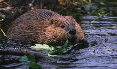 НБОГ 30.6 САЯ ТӨГРӨГИЙН ҮНЭЛГЭЭ БҮХИЙ 20 МИНЖТЭЙ